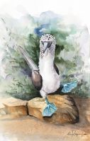 100-317 Blue footed Boobie